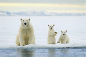 Polar Bear Mother & Cubs