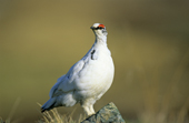 Adult male rock ptarmigan, Lagopus mutus, surveying its territory from an elevated perch, Victoria Island, Nunavut, Arctic Canada