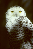 Adult female snowy owl, Bubo scandiaca, Alberta, Canada.