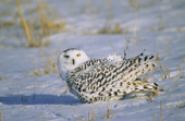 Adult female snowy owl, Bubo scandiaca, on its wintering grounds in southern Alberta, Canada