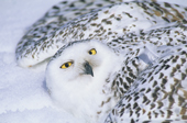 Adult female snowy owl, Bubo scandiaca, mantling over prey on its wintering grounds in southern Alberta, Canada