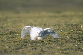 Adult male snowy owl, Bubo scandiaca, in threat display on its tundra nesting grounds, Arctic Canada