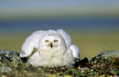 Incubating adult female snowy owl, Bubo scandiaca, Arctic Canada