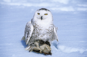 Adult female snowy owl, Bubo scandiaca, with gray partridge prey, Perdix perdix, on the owl's wintering grounds in southern Alberta, Canada