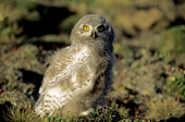 Fledgling snowy owl, Bubo scandiaca, on its nesting grounds, Ellesmere Island, Arctic Canada