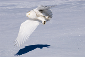 Hunting snowy owl, Bubo scandiaca, prairie Alberta, Canada
