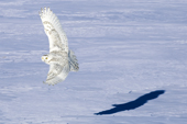 Hunting snowy owl, Bubo scandiaca, prairie Alberta, Canada