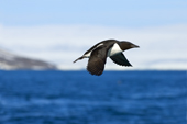 Adult thick-billed murre, Uria lomvia, leaving its nesting cliff, Svalbard Archipelago, Arctic Norway