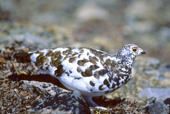 Adult male white-tailed ptarmigan, Lagopus leucurus, in late spring plumage, northern Rocky Mountains, Alberta