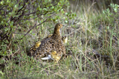 Adult female willow ptarmigan, Lagopus lagopus, with newly hatched chicks, Arctic Canada.