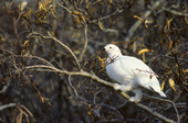 Adult willow ptarmigan, Lagopus lagopus, feeeding on willow buds in early winter, northern Manitoba, Canada
