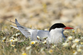Incubating adult arctic tern (Sterna paradisea), Victoria Island, Nunavut, Arctic Canada