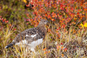 Willow ptarmigan (Lagopus lagopus) foraging for willow buds and bog cranberries on the autumn tundra, Barrenlands, central NWT, Arctic canada