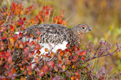 Willow ptarmigan (Lagopus lagopus) foraging for willow buds and bog cranberries on the autumn tundra, Barrenlands, central NWT, Arctic canada
