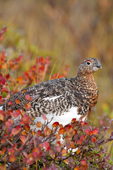 Willow ptarmigan (Lagopus lagopus) male, foraging for willow buds and bog cranberries on the autumn tundra, Barrenlands, central NWT, Arctic canada