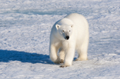 Polar bear (Ursus maritimus) on pack ice, Svalbard Archipelago, Norwegian Arctic