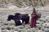Herder's daughter watches the herd of Yaks. Nimaling Plateau. Ladakh. India.