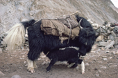 Yak calf finds milk under the long coat of its mother. Nimaling Plateau. Ladakh. India.