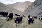 Yaks climb Kongka-Nonpo-La Pass. Nimaling Plateau. Ladakh. India.