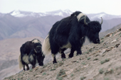 Yaks at the Kongka-Nonpo-La Pass. Nimaling Plateau. Ladaka. India.