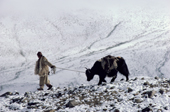 Yak herder leads Yak across snow covered Nimaling Plateau. Ladakh. India.