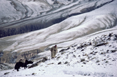 Yak herder leads Yak across snow covered Nimaling Plateau. Ladakh. India.
