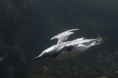 Common Murre or Guillemot swimming underwater, this bird is common in the North Atlantic and Pacific waters. C