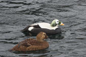 Spectacled Eider duck and drake, these birds nest on the north coastal areas of Siberia and Alaska. C.