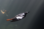 Pigeon Guillemot, Cepphus columba in breeding plumage, swimming underwater. Native to the Pacific coast of the USA and Alaska. Living Coasts.