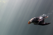 Tufted Puffin flying underwater as he feeds on small fish. Living Coasts.