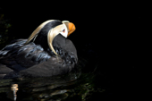 Tufted Puffin in his breeding plumage, he is still wet after diving for food. Living Coasts.