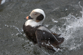 Long-tailed Duck in breeding plumage displays. Living Coasts