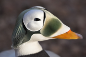 Spectacled Eider Duck portrait, this male id in the peak of his breeding plumage. Living Coasts.