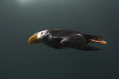 Tufted Puffin flying underwater, he is in his breeding plumage. living Coasts.