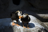 A pair of Tufted Puffins court in the sunshine, in their fine breeding plumage. Living Coasts.